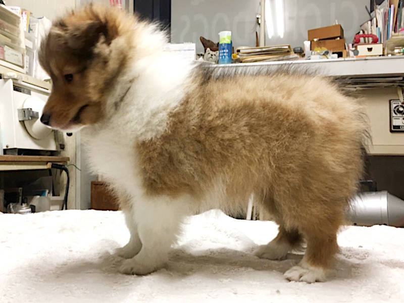 シェットランドシープドッグ(シェルティー)子犬販売、男の子、2020年06月13日産まれ、神奈川県ブリーダー、ID11884