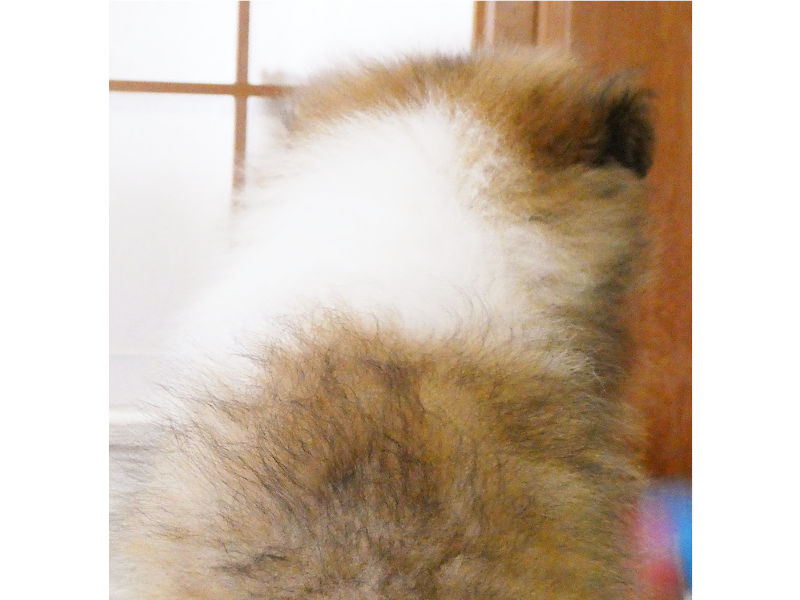 シェットランドシープドッグ(シェルティー)子犬販売、男の子、2020年06月13日産まれ、神奈川県ブリーダー、ID11884
