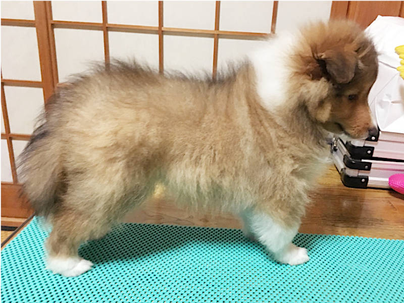 シェットランドシープドッグ(シェルティー)子犬販売、男の子、2020年06月13日産まれ、神奈川県ブリーダー、ID11884