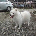 日本スピッツ子犬販売情報、純白（ホワイト）、父犬、栃木県ブリーダー、ID121010027252、ID121010072071