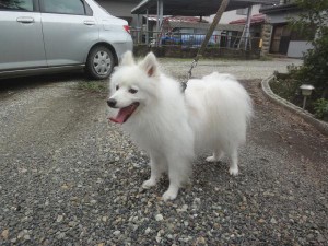 日本スピッツ子犬販売情報、純白（ホワイト）、父犬、栃木県ブリーダー、ID121010027252、ID121010072071