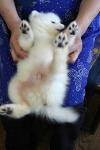 日本スピッツ子犬販売情報、純白（ホワイト）、男の子（オス)、栃木県ブリーダー、2012年08月18日産まれ、ID121010072071