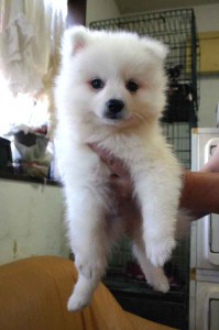 日本スピッツ子犬販売情報、純白（ホワイト）、男の子（オス)、栃木県ブリーダー、2012年08月18日産まれ、ID121010072071