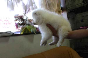 日本スピッツ子犬販売情報、純白（ホワイト）、男の子（オス)、栃木県ブリーダー、2012年08月18日産まれ、ID121010072071