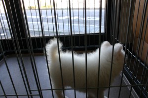 日本スピッツ子犬販売情報、純白（ホワイト）、男の子（オス)、栃木県ブリーダー、2012年08月18日産まれ、ID121010027252