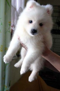 日本スピッツ子犬販売情報、純白（ホワイト）、男の子（オス)、栃木県ブリーダー、2012年08月18日産まれ、ID121010027252