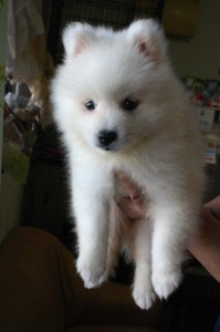 日本スピッツ子犬販売情報、純白（ホワイト）、男の子（オス)、栃木県ブリーダー、2012年08月18日産まれ、ID121010027252