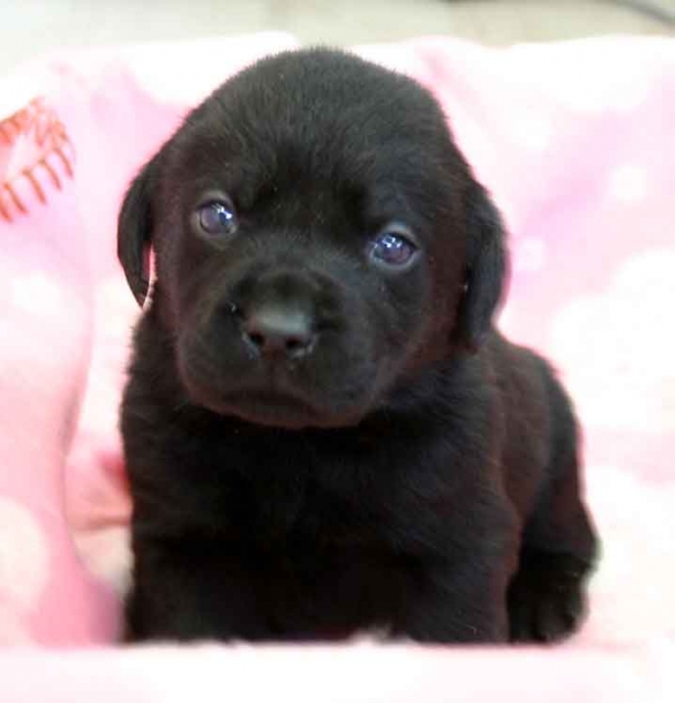 ラブラドールレトリーバー子犬販売、ブラック（黒ラブ）、男の子（オス）、2012年10月27日産まれ、埼玉県ブリーダー、ID121122821409
