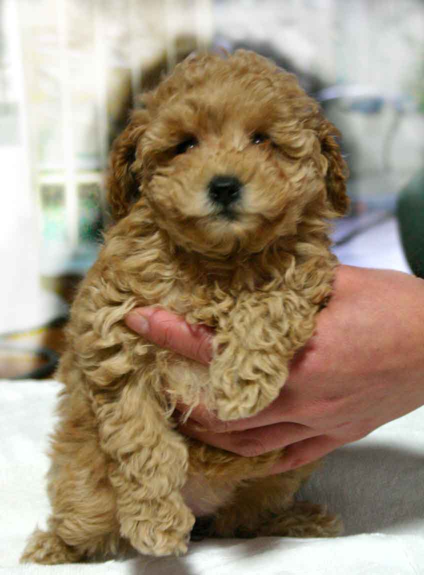 トイ・プードル、クリーム系アプリコット、メス、小さいサイズ、神奈川県ブリーダー子犬販売、2012/10/28-001