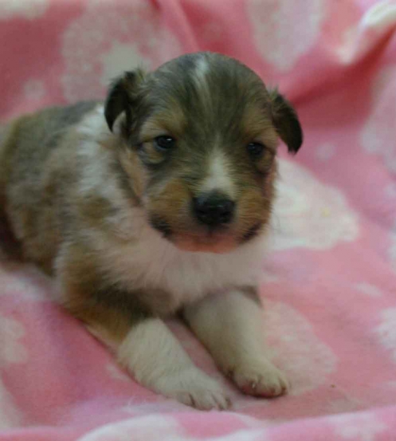 シェットランドシープドッグ（シェルティー、シェルティ）子犬販売、セーブル（セーブル＆ホワイト）、男の子（オス）、2012年11月01日産まれ、ID121122220539