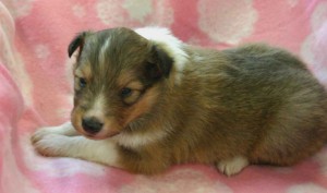 シェットランドシープドッグ（シェルティー、シェルティ）子犬販売、セーブル（セーブル＆ホワイト）、男の子（オス）、2012年11月01日産まれ、ID121122220539