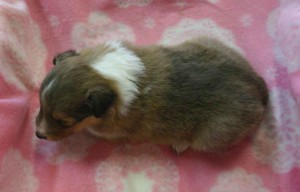 シェットランドシープドッグ（シェルティー、シェルティ）子犬販売、セーブル（セーブル＆ホワイト）、男の子（オス）、2012年11月01日産まれ、ID121122220539