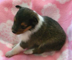シェットランドシープドッグ(シェルティー、シェルティ）子犬販売、セーブル（セーブル＆ホワイト）、女の子（牝,雌,メス,Female）、埼玉県ブリーダー、ID20121101003