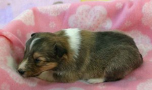 シェットランドシープドッグ（シェルティー、シェルティ）子犬販売、セーブル（セーブル＆ホワイト）、女の子（メス）、2012年11月01日産まれ、ID121122953079