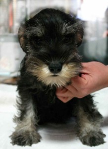 ミニチュアシュナウザー子犬販売、ソルト＆ペッパー、女の子（メス）、2012年09月26日産まれ、神奈川県ブリーダー、ID130222579575。2枚目