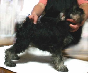 ミニチュアシュナウザー子犬販売、ソルト＆ペッパー、女の子（メス）、2012年09月26日産まれ、神奈川県ブリーダー、ID130222579575。3枚目