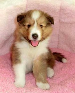 シェットランドシープドッグ（シェルティー）子犬販売、セーブル＆ホワイト、男の子（オス）、2013年01月08日産まれ、フルカラー、ID130222310973