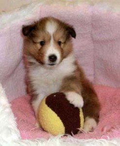 シェットランドシープドッグ（シェルティー）子犬販売、セーブル＆ホワイト、男の子（オス）、2013年01月08日産まれ、フルカラー、ID130222310973。2枚目