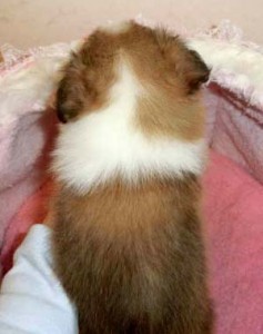 シェットランドシープドッグ（シェルティー）子犬販売、セーブル＆ホワイト、男の子（オス）、2013年01月08日産まれ、フルカラー、ID130222310973。3枚目