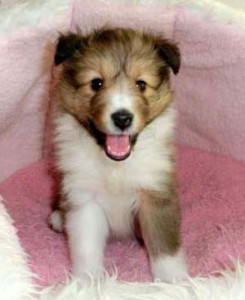 シェットランドシープドッグ（シェルティー）子犬販売、セーブル＆ホワイト、女の子(メス)、2013年01月08日産まれ、フルカラー、神奈川県ブリーダー、ID130222579575