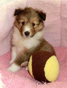 シェットランドシープドッグ（シェルティー）子犬販売、セーブル＆ホワイト、女の子(メス)、2013年01月08日産まれ、フルカラー、神奈川県ブリーダー、ID130222579575。2枚目