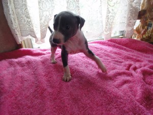 イタリアングレーハウンド（イタグレ）子犬販売情報、女の子（メス）、ブルー＆ホワイト、2012年08月26日生れ、栃木県ブリーダー、ID121010886942