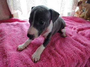 イタリアングレーハウンド（イタグレ）子犬販売情報、女の子（メス）、ブルー＆ホワイト、2012年08月26日生れ、栃木県ブリーダー、ID121010886942