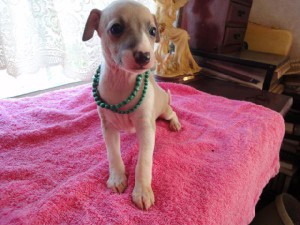イタリアングレーハウンド（イタグレ）子犬販売情報、男の子（オス）、フォーン＆ホワイト、2012年09月21日生れ、栃木県ブリーダー、ID121210011544