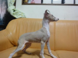 イタリアングレーハウンド子犬販売情報、男の子（オス）、フォーン＆ホワイト、2012年09月21日生れ、栃木県ブリーダー、ID121210734619