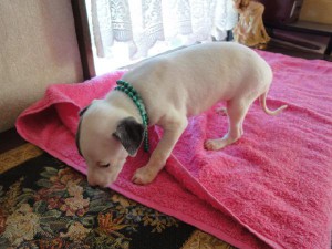 イタリアングレーハウンド（イタグレ）子犬販売情報、女の子（メス）、ブルー＆ホワイト、2012年09月21日生れ、栃木県ブリーダー、ID121210910910