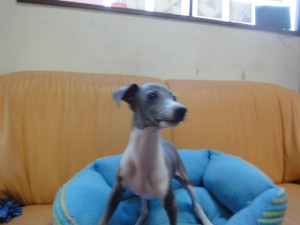 イタリアングレーハウンド（イタグレ）子犬販売情報、男の子（オス）、ブルー＆ホワイト、2012年09月26日生れ、栃木県ブリーダー、ID121210906048