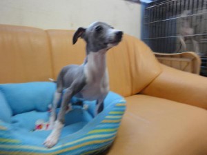 イタリアングレーハウンド（イタグレ）子犬販売情報、男の子（オス）、ブルー＆ホワイト、2012年09月26日生れ、栃木県ブリーダー、ID121210906048