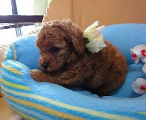 トイ・プードル、レッド、メス、栃木県ブリーダー子犬販売、2012/07/17-001
