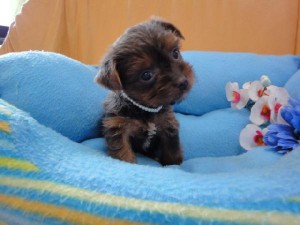 ヨークシャーテリア（ヨーキー）子犬販売、女の子（メス）、スチールブルー＆タン、2012年07月15日生まれ、栃木県ブリーダー、ID2012/07/15-001