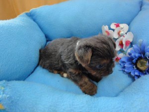 ヨークシャーテリア（ヨーキー）子犬販売、女の子（メス）、スチールブルー＆タン、2012年07月15日生まれ、栃木県ブリーダー、ID2012/07/15-001