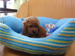 トイ・プードル、レッド、メス、栃木県ブリーダー子犬販売、2012/07/17-002