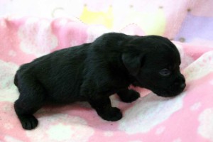 ラブラドールレトリーバー子犬販売、ブラック（黒ラブ）、男の子（オス）2012年10月27日産まれ、埼玉県ブリーダー、ID121122331591