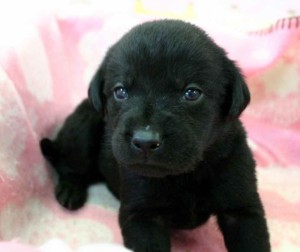 ラブラドールレトリーバー子犬販売、ブラック（黒ラブ）、男の子（オス）、2012年10月27日産まれ、埼玉県ブリーダー、ID121122538937
