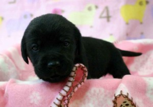 ラブラドールレトリーバー子犬販売、ブラック（黒ラブ）、男の子（オス）、2012年10月27日産まれ、埼玉県ブリーダー、ID121122776873