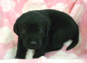 ラブラドールレトリーバー子犬販売、ブラック（黒ラブ）、男の子（オス）、2012年10月27日産まれ、埼玉県ブリーダー、ID121122776873