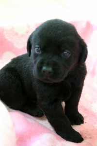 ラブラドールレトリーバー子犬販売、ブラック（黒ラブ）、男の子（オス）、2012年10月27日産まれ、埼玉県ブリーダー、ID121122821409
