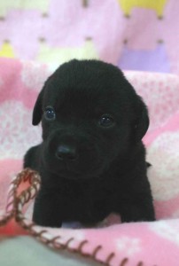 ラブラドールレトリーバー子犬販売、ブラック（黒ラブ）、男の子（オス）、2012年10月27日産まれ、埼玉県ブリーダー、ID121122837591