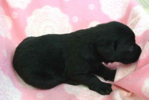 ラブラドールレトリーバー子犬販売、ブラック（黒ラブ）、男の子（オス）、2012年10月27日産まれ、埼玉県ブリーダー、ID121122837591