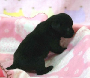 ラブラドールレトリーバー子犬販売、ブラック（黒ラブ）、男の子（オス）、2012年10月27日産まれ、埼玉県ブリーダー、ID121122860344