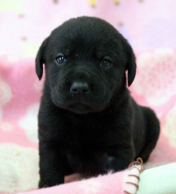 ラブラドールレトリーバー子犬販売、ブラック（黒ラブ）、女の子（メス）、2012年10月27日産まれ、埼玉県ブリーダー、ID121122949384