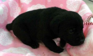 ラブラドールレトリーバー子犬販売、ブラック（黒ラブ）、女の子（メス）、2012年10月27日産まれ、埼玉県ブリーダー、ID121122949384