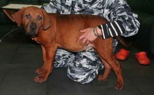 土佐犬子犬販売、男の子（オス）、赤毛、2012年08月23日生まれ、京都府ブリーダー、ID121203621058