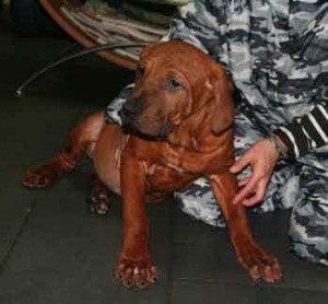 土佐犬子犬販売、男の子（オス）、赤毛、2012年08月23日生まれ、京都府ブリーダー、ID121203621058