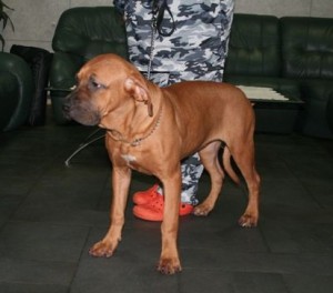 土佐犬子犬販売、女の子（メス）、赤毛、2012年07月08日生まれ、京都府ブリーダー、ID121204553073
