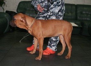 土佐犬子犬販売、女の子（メス）、赤毛、2012年07月08日生まれ、京都府ブリーダー、ID121204553073